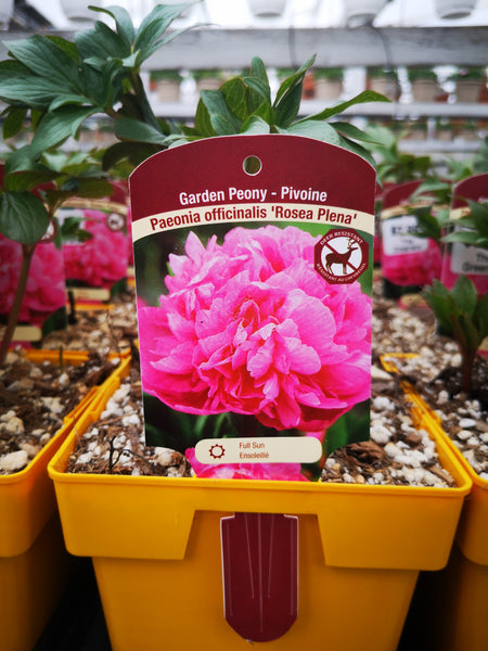 Paeonia officinalis ‘Rosa Plena’