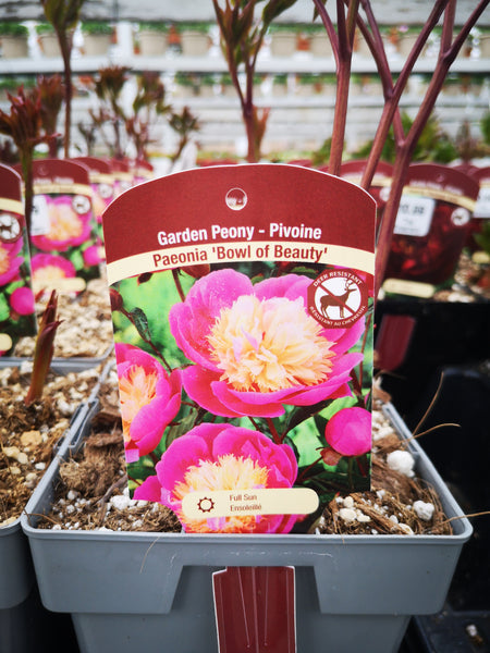 Paeonia officinalis ‘Bowl of Beauty’