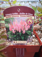 Astilbe chinensis ‘Vision Inferno’