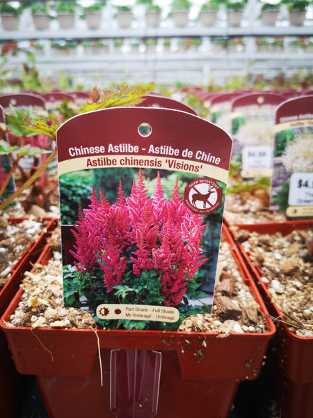 Astilbe chinensis ‘Visions’