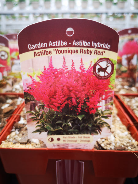 Astilbe ‘Younique Ruby Red’