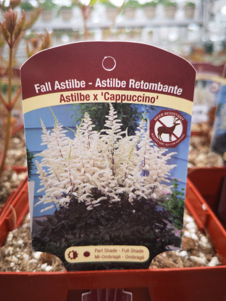 Astilbe arendsii ‘Cappuccino’