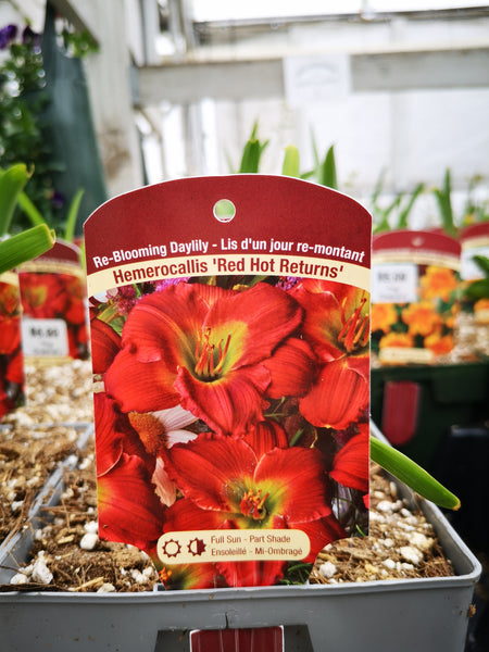 Hemerocallis ‘Red Hot Returns’