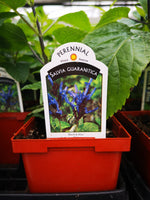Salvia guaranitica 'Black and Blue'