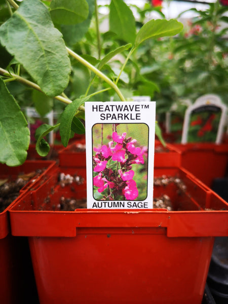 Salvia Heatwave Sparkle