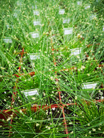 Fiber Optic Grass