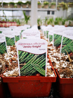 Asparagus 'Jersey Knight'