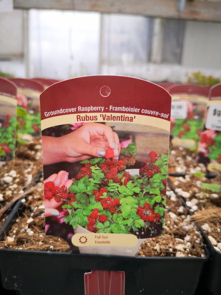 Groundcover Raspberry Rubus 'Valentina'