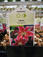 Lilium orientalis ‘Stargazer’