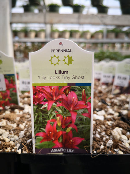 ghost asiatic lily Lilium 'Tiny Ghost' – The Greenery Garden Centre