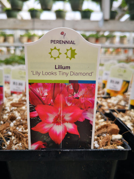 asiatic lily tiny diamond Lilium 'Tiny Diamond' – The Greenery Garden Centre