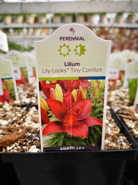 Lilium ‘Tiny Comfort’