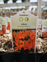 Lilium ‘Orange Matrix’