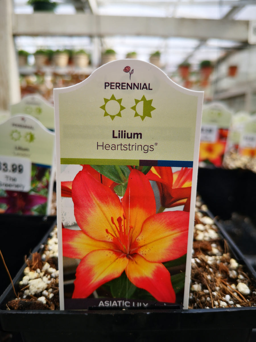 heartstrings asiatic lily Lilium 'Heartstrings' – The Greenery Garden Centre