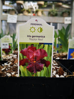 Iris germanica ‘Raptor Red’