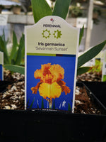 Iris germanica ‘Savannah Sunset’