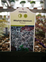 Athyrium niponicum ‘Pictum’