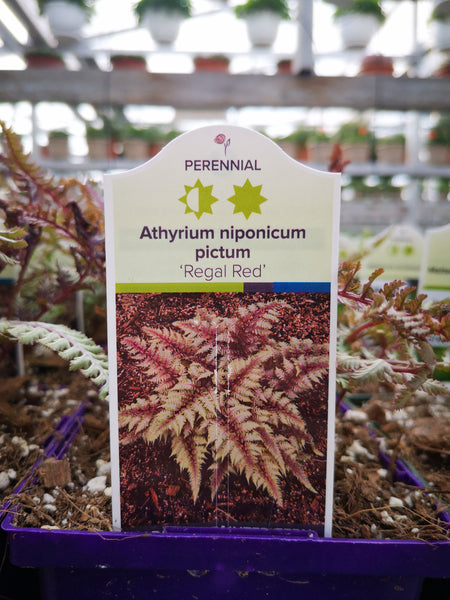 Athyrium niponicum ‘Regal Red’