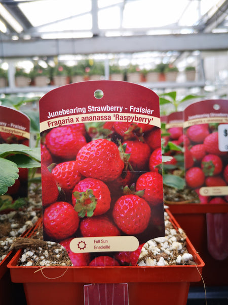 Strawberries 'Raspyberry'