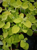 Licorice Plant Limelight