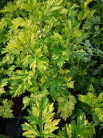 Artemisia Oriental Limelight