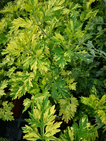 Artemisia Oriental Limelight