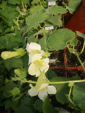 Lophospermum White