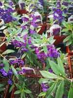 Angelonia Archangel Dark Purple