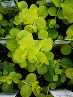 Creeping Jenny Karat