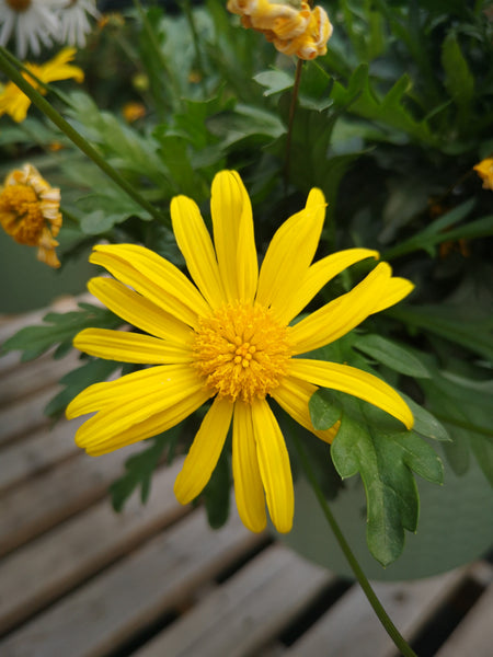 Argyranthemum ‘Euryops Sonnenchein’