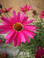 Argyranthemum ‘Grandaisy Dark Pink’