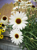 Argyranthemum ‘Grandessa White’