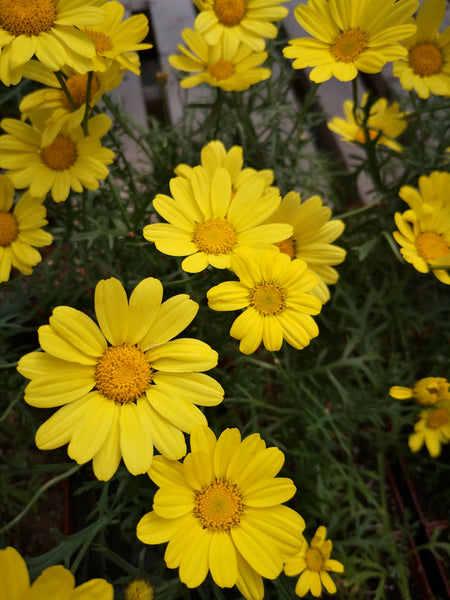 Argyranthemum ‘Sunny Spring’