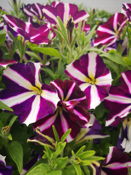 Petunias Amore Fluttering Hearts