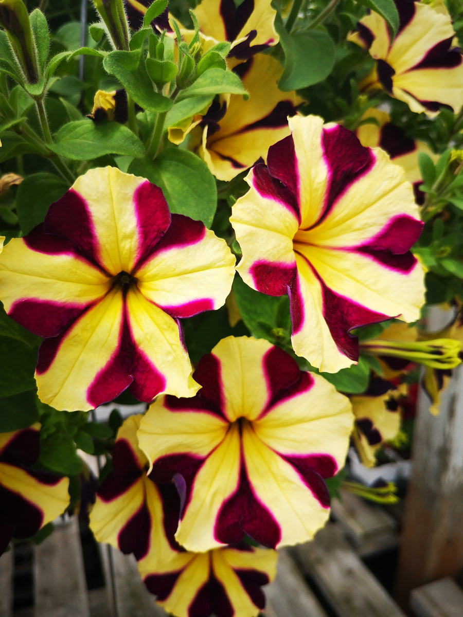 Petunias Amore Heart And Soul – The Greenery Garden Centre