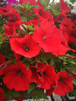 Petunias Cannon Ball Red