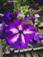 Petunias Surprise Tie Dye Violet