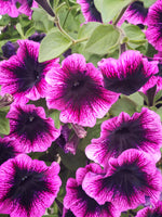 Petunias Veranda Compact Dark Heart