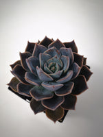 Succulent (Tender) Echeveria Princess Blue