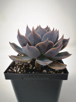 Succulent (Tender) Echeveria Princess Blue