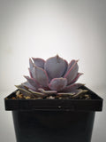 Succulent (Tender) Echeveria lilacina Gost