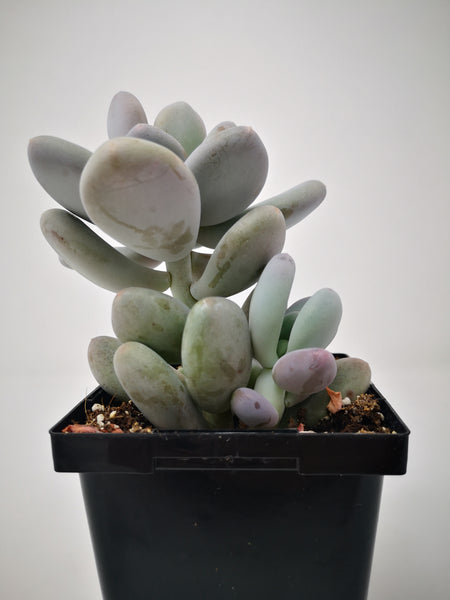 succulent with long round leaves Succulent (Tender) Echeveria Round Leaf – The Greenery Garden Centre