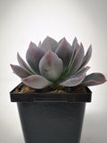 Succulent (Tender) Echeveria Blue Prince