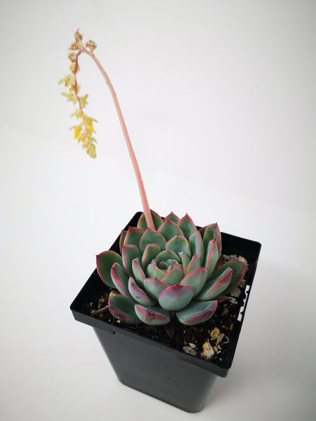 echeveria apus succulent plant Succulent (Tender) Echeveria Apus – The Greenery Garden Centre