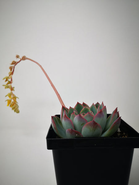 echeveria apus succulent plant Succulent (Tender) Echeveria Apus – The Greenery Garden Centre