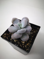 succulent blue pearl Succulent (Tender) Pachyveria Blue Pearl – The Greenery Garden Centre