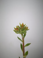 Succulent (Tender) Echeveria setosa Oteroi