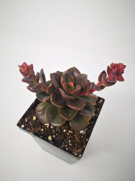 succulent chroma Succulent (Tender) Echeveria Chroma – The Greenery Garden Centre