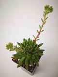 Succulent (Tender) Echeveria Hybrid Green Arrow