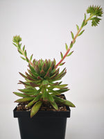 Succulent (Tender) Echeveria Hybrid Green Arrow